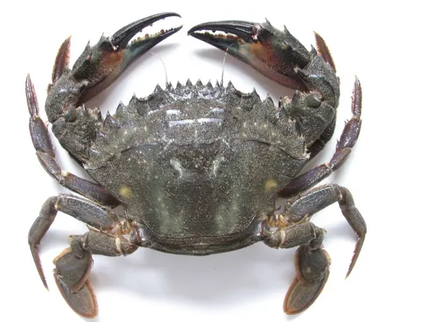 Cook Snap von kochcode-team