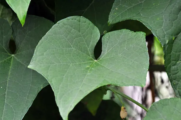 Cook Snap von kochcode-team