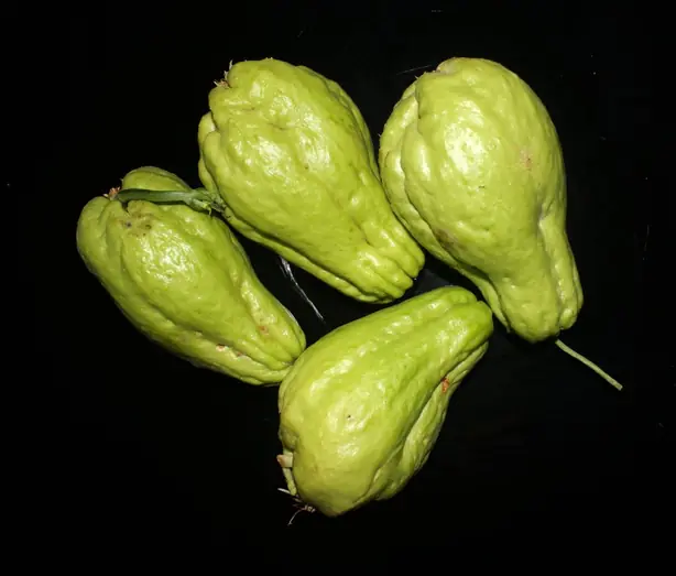 Cook Snap von kochcode-team