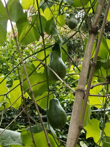 Cook Snap von kochcode-team