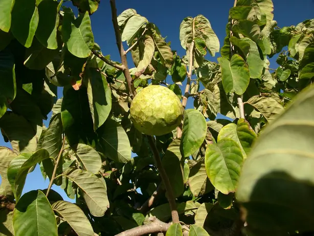 Cook Snap von kochcode-team