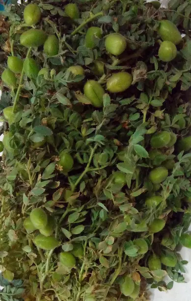 Foto von Indisches Chana Masala Klassisch – fertig angerichtet