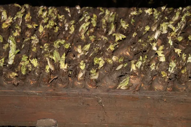 Cook Snap von kochcode-team