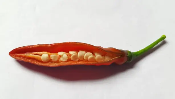 Cook Snap von kochcode-team