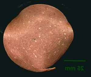 Cook Snap von kochcode-team