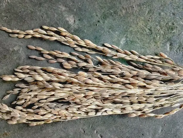 Foto von Assamesischer Komal Saul (Zauber-Reis) – fertig angerichtet