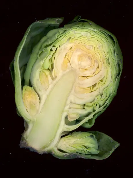 Cook Snap von kochcode-team