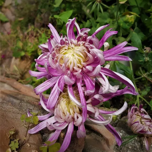 Cook Snap von kochcode-team