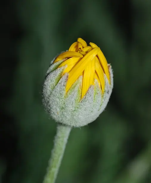 Cook Snap von kochcode-team