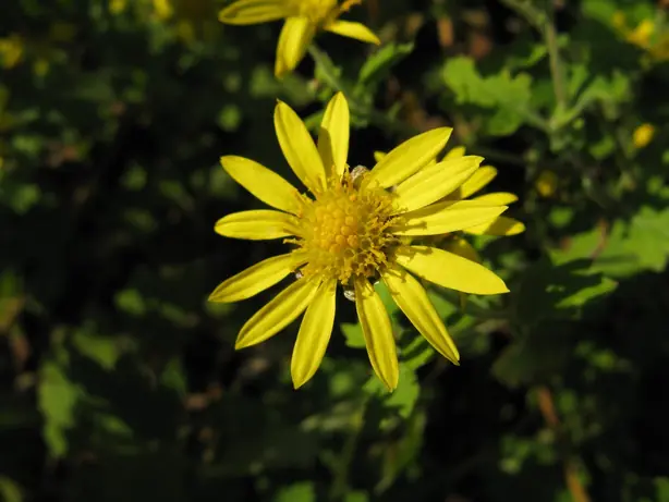 Cook Snap von kochcode-team