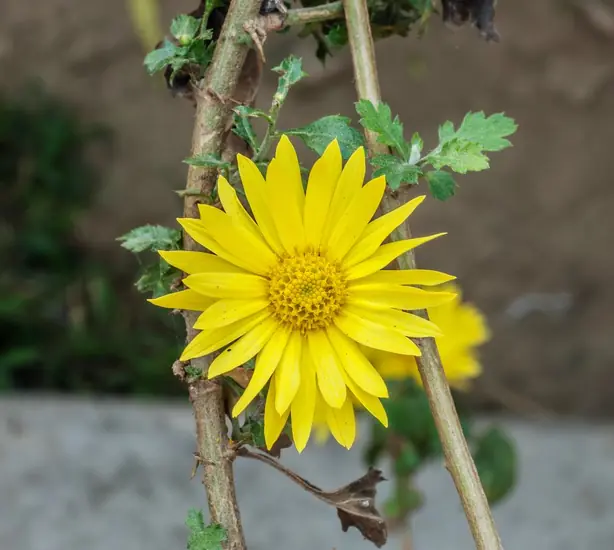 Cook Snap von kochcode-team