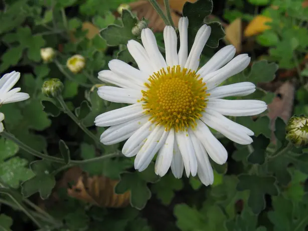 Cook Snap von kochcode-team