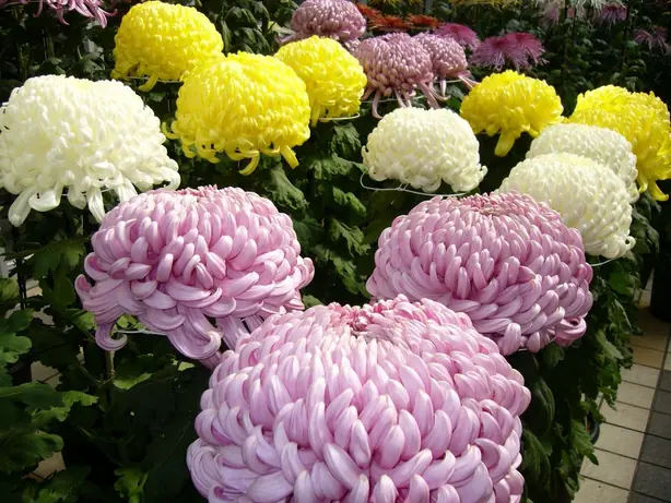 Cook Snap von kochcode-team