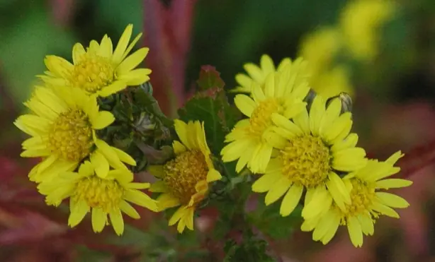 Cook Snap von kochcode-team