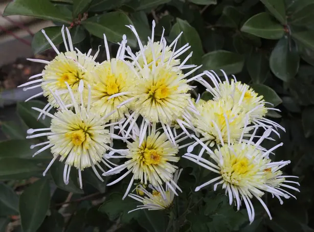 Cook Snap von kochcode-team