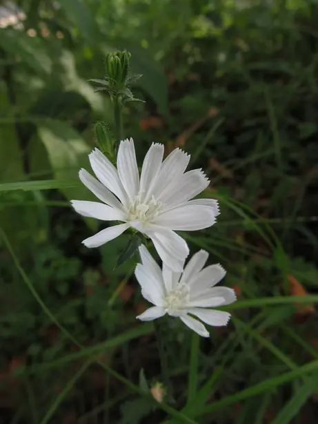 Cook Snap von kochcode-team