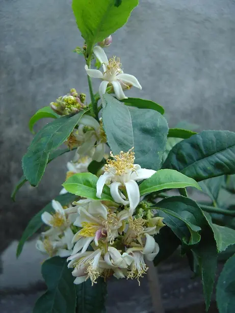 Cook Snap von kochcode-team