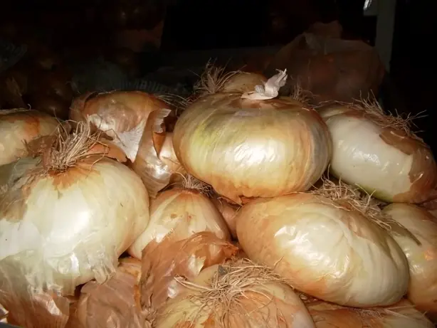 Foto von Überbackene Cipolla di Giarratana – fertig angerichtet