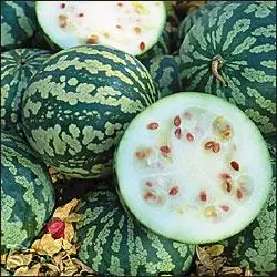 Cook Snap von kochcode-team