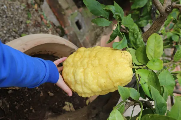 Cook Snap von kochcode-team