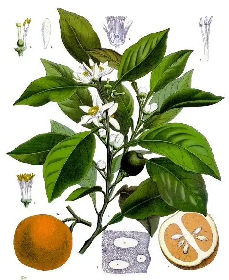 Cook Snap von kochcode-team