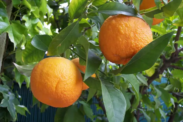 Cook Snap von kochcode-team