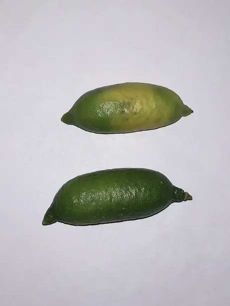 Cook Snap von kochcode-team