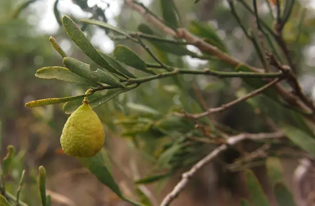 Cook Snap von kochcode-team