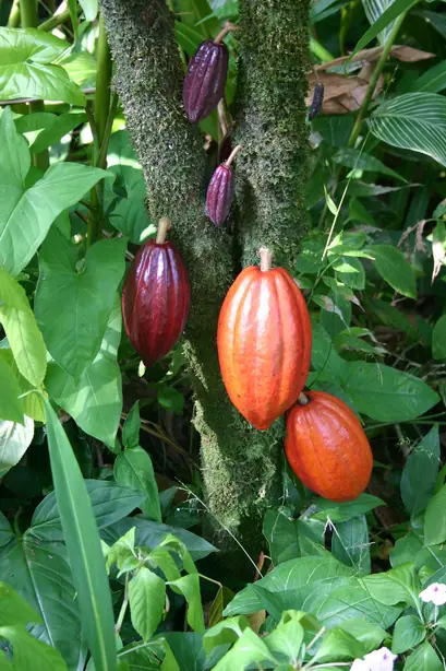 Cocoa Pods – Foto: Photo by Medicaster. (PUBLIC DOMAIN)