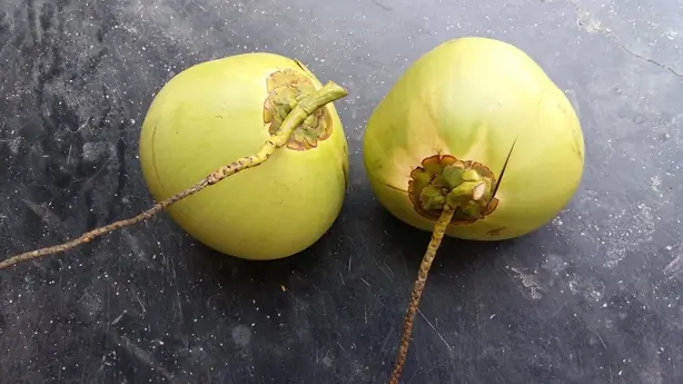 Cook Snap von kochcode-team