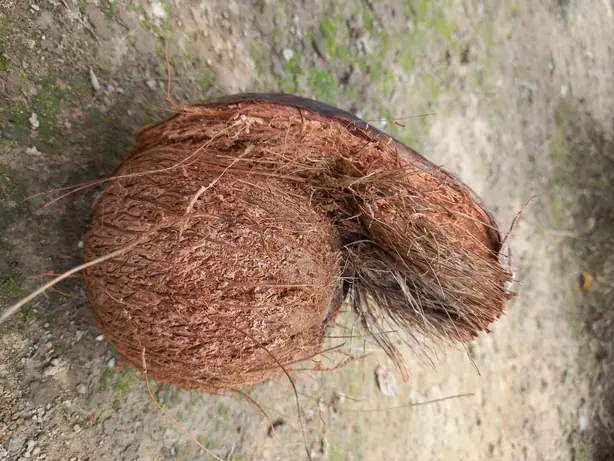 Cook Snap von kochcode-team