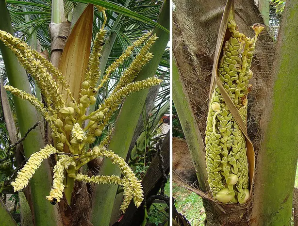 Cook Snap von kochcode-team