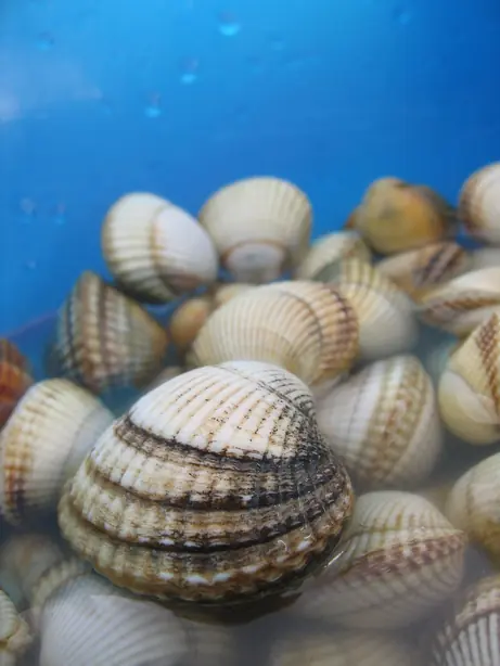 Cook Snap von kochcode-team