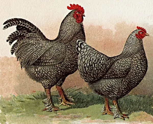 Foto von Klassisches Mechelner Huhn im Ofen – fertig angerichtet