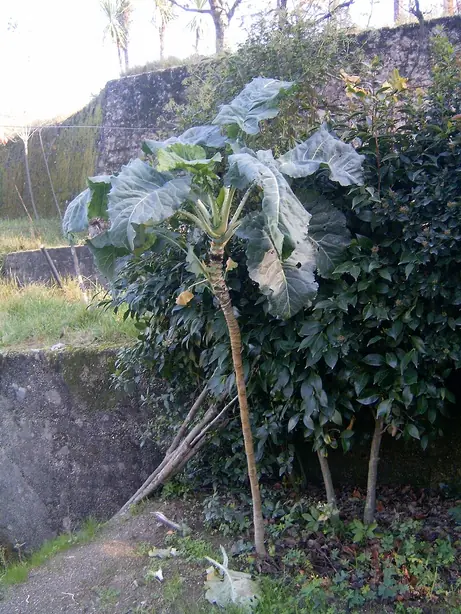 Foto von Portugiesische Caldo Verde klassisch (2) – fertig angerichtet