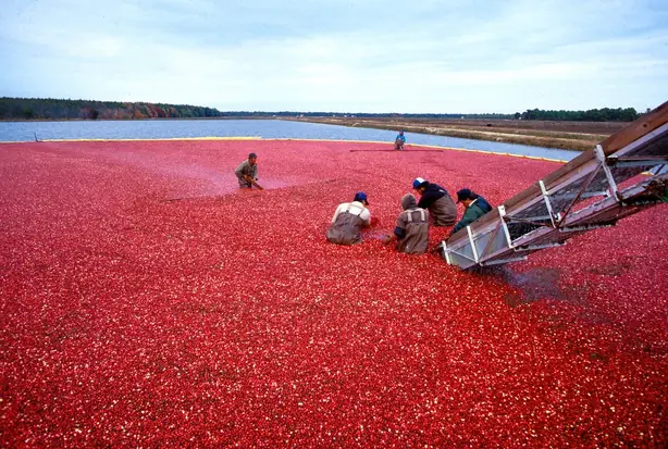 Cook Snap von kochcode-team