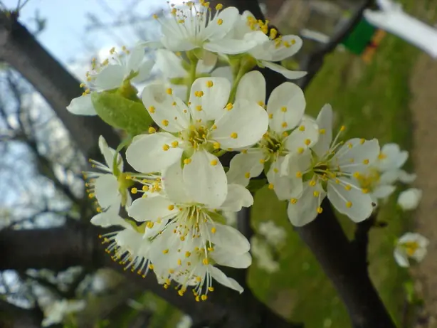 Foto von Englische Damson-Marmelade – fertig angerichtet