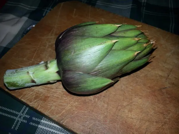 Cynara cardunculus - spine – Foto: Assianir (CC BY-SA 3.0)