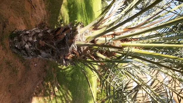 Cook Snap von kochcode-team