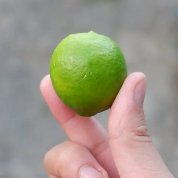 Foto von Klassischer Florida Key Lime Pie – fertig angerichtet