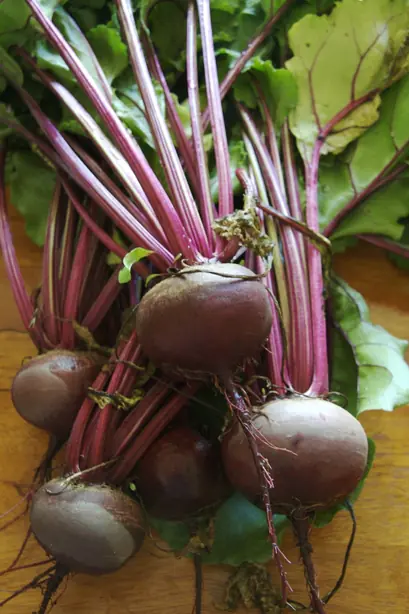 Cook Snap von kochcode-team