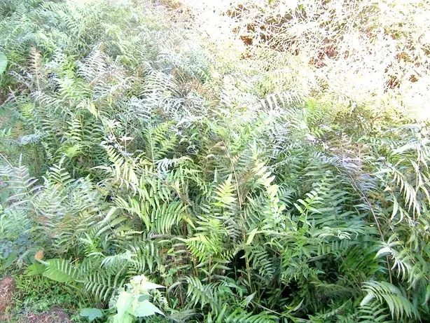 Foto von Philippinischer Farn-Salat Ensaladang Pako – fertig angerichtet