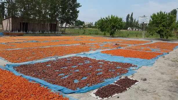 Dried process of apricot fruits – Foto: Shuhrataxmedov (CC BY-SA 3.0)