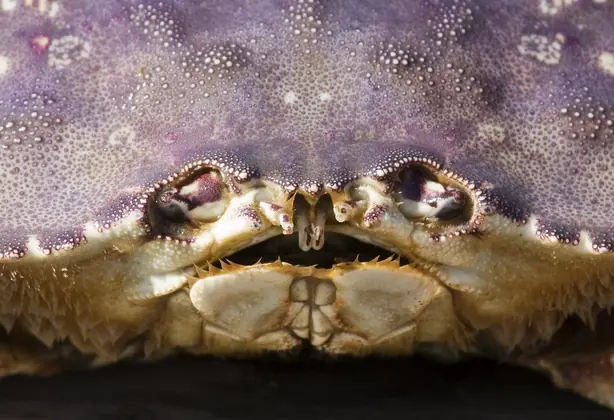 Cook Snap von kochcode-team