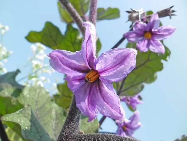 Foto von Mediterraner Auberginen-Auflauf – fertig angerichtet