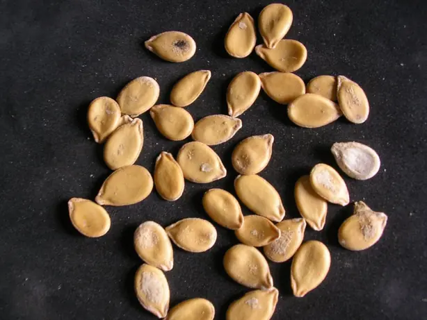 Cook Snap von kochcode-team