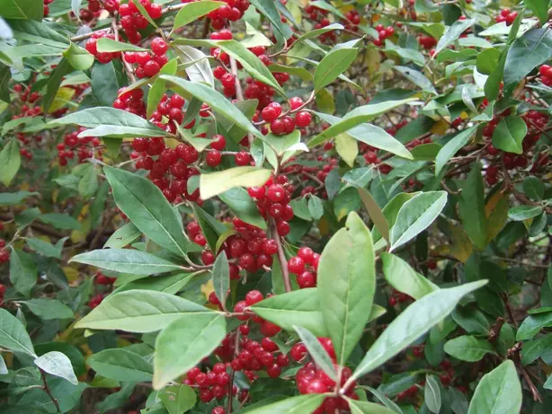 Cook Snap von kochcode-team