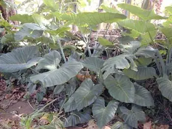 Cook Snap von kochcode-team