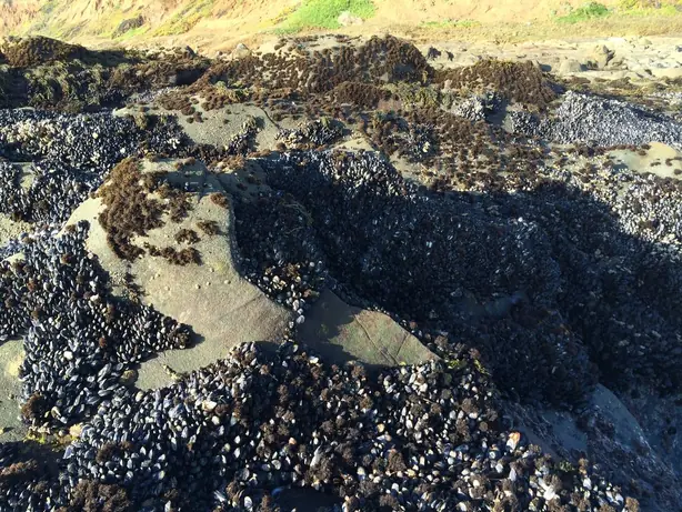 Cook Snap von kochcode-team