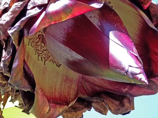 Cook Snap von kochcode-team